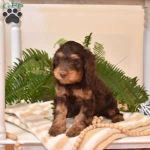 Shadow, Cavapoo Puppy